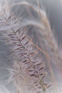 Close-up of dandelion plant