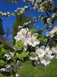 Close-up of white cherry blossoms in spring