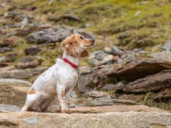 Dog looking away while standing on rock