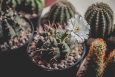 Close-up of potted plant