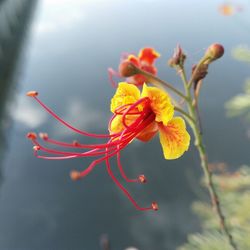 Close-up of flowers against blurred background