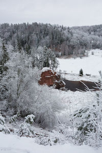 Frozen plants on snow covered field against sky