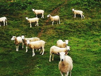 Sheep standing on field