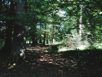 Trees growing in forest