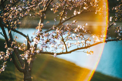 Close-up of cherry blossom tree against sky