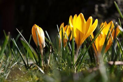 Close-up of yellow crocus flowers on field