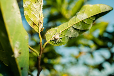 Close-up of insect on leaf