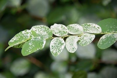 Close-up of fresh green leaves in plant