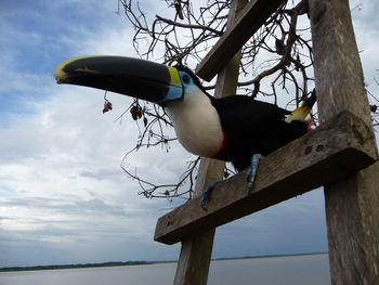 Low angle view of bird perching on wooden post