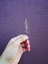 Close-up of hand holding plant against wall
