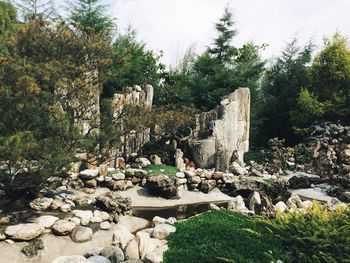 Plants growing on rock