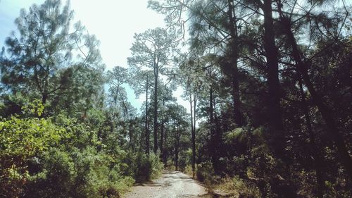 Trees in forest against sky