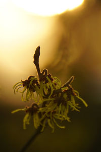 Close-up of plant