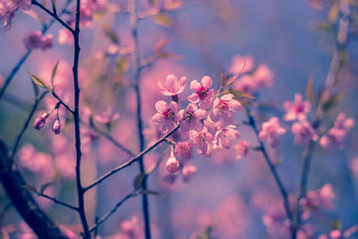 Close-up of pink flowers blooming on tree