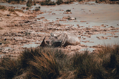 A lone sleeping rhino in the african savannah in namibia, etosha np