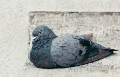 Close-up of pigeon