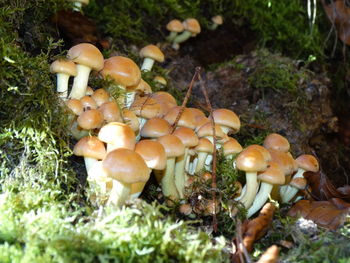 Close-up of mushrooms on field