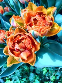 Close-up of flowers