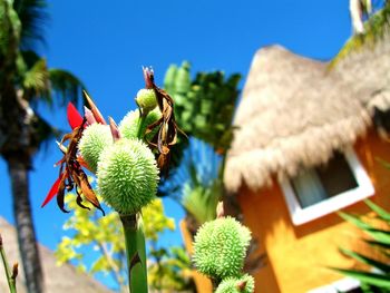 Close-up of plant growing on tree