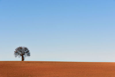 Single tree on field against clear sky