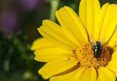 Close-up of insect on yellow flower