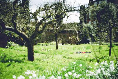 Trees growing on landscape