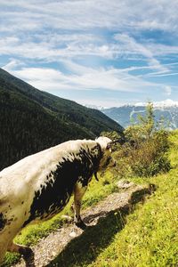 View of a horse on landscape