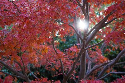 Low angle view of maple tree