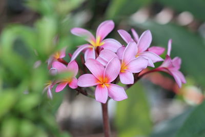 Close-up of pink flowering plant