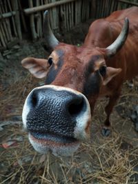 Close-up portrait of cow