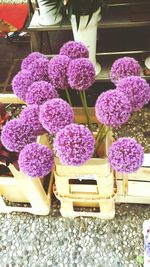 Full frame shot of purple flowers