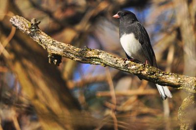 Close-up of bird perching on a tree