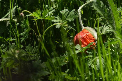 Close-up of red poppy flowers on field