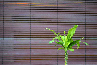 Close-up of plant against bamboo blinders