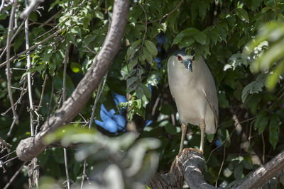 Low angle view of bird perching on tree