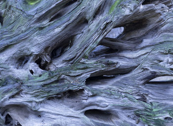 Full frame shot of tree trunk