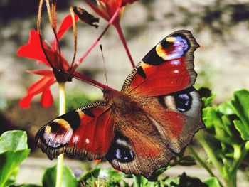 Close-up of butterfly pollinating on flower