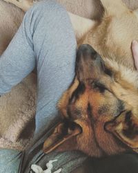 Close-up of dog sleeping on sofa