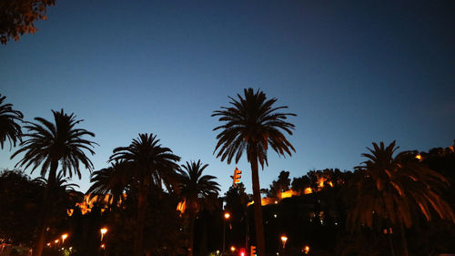 Low angle view of palm trees against sky at night