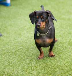 Portrait of black dog on field