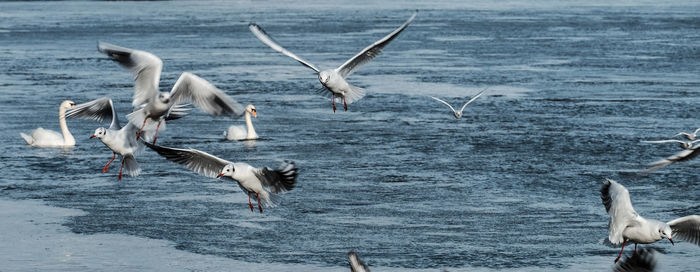 Birds flying over lake