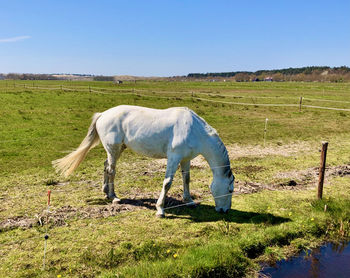 A white horse grazing in a field