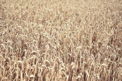 Full frame shot of barley field