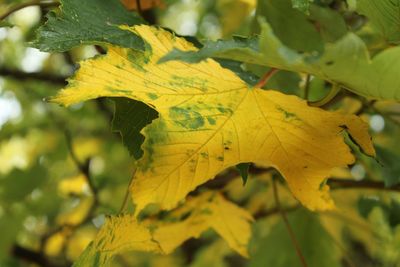 Close-up of leaves on tree trunk