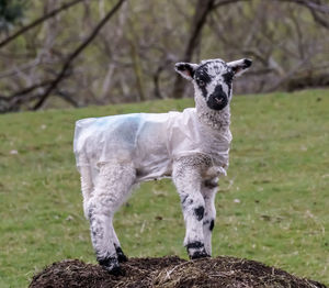 Herdwick spring lamb on field wearing protective jacket. looking at camera. 