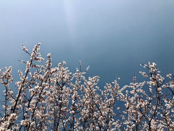 Low angle view of cherry blossom against clear sky