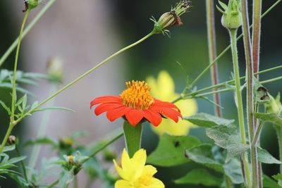 Close-up of red flowering plant