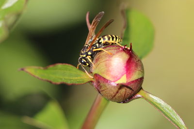 Close-up of insect on plant