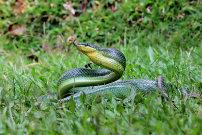 Close-up of a lizard on field