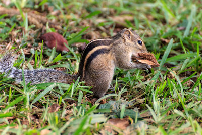 Close-up of lizard on field